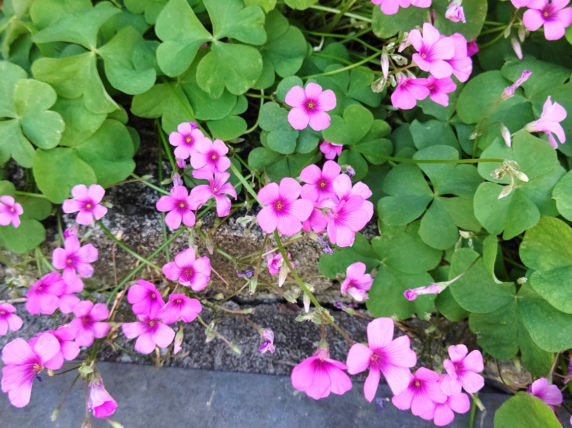 フシネハナカタバミの花