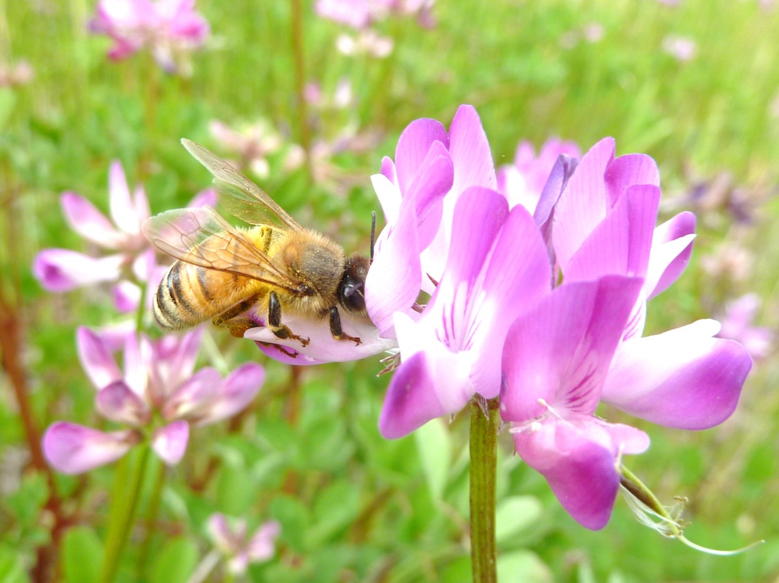 セイヨウミツバチ成虫♀（ゲンゲの花から吸蜜中）