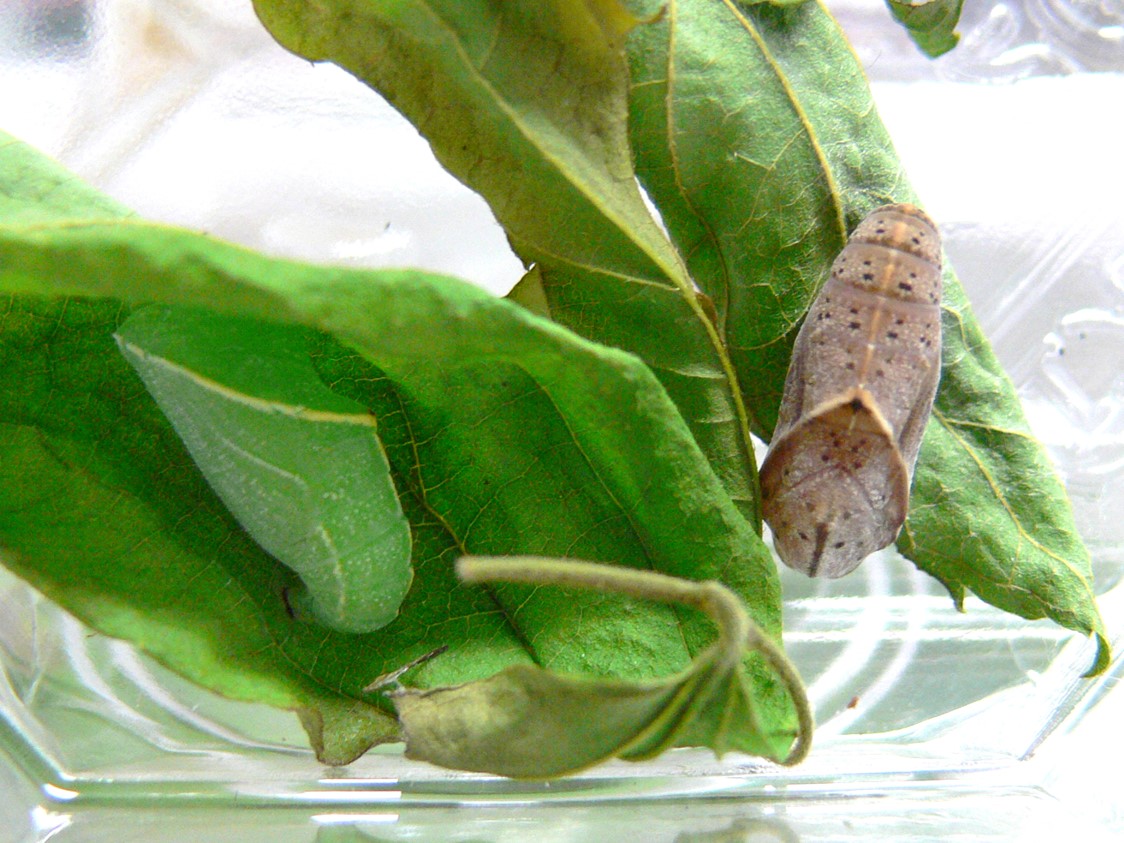 テングチョウ蛹（緑色型と褐色型）