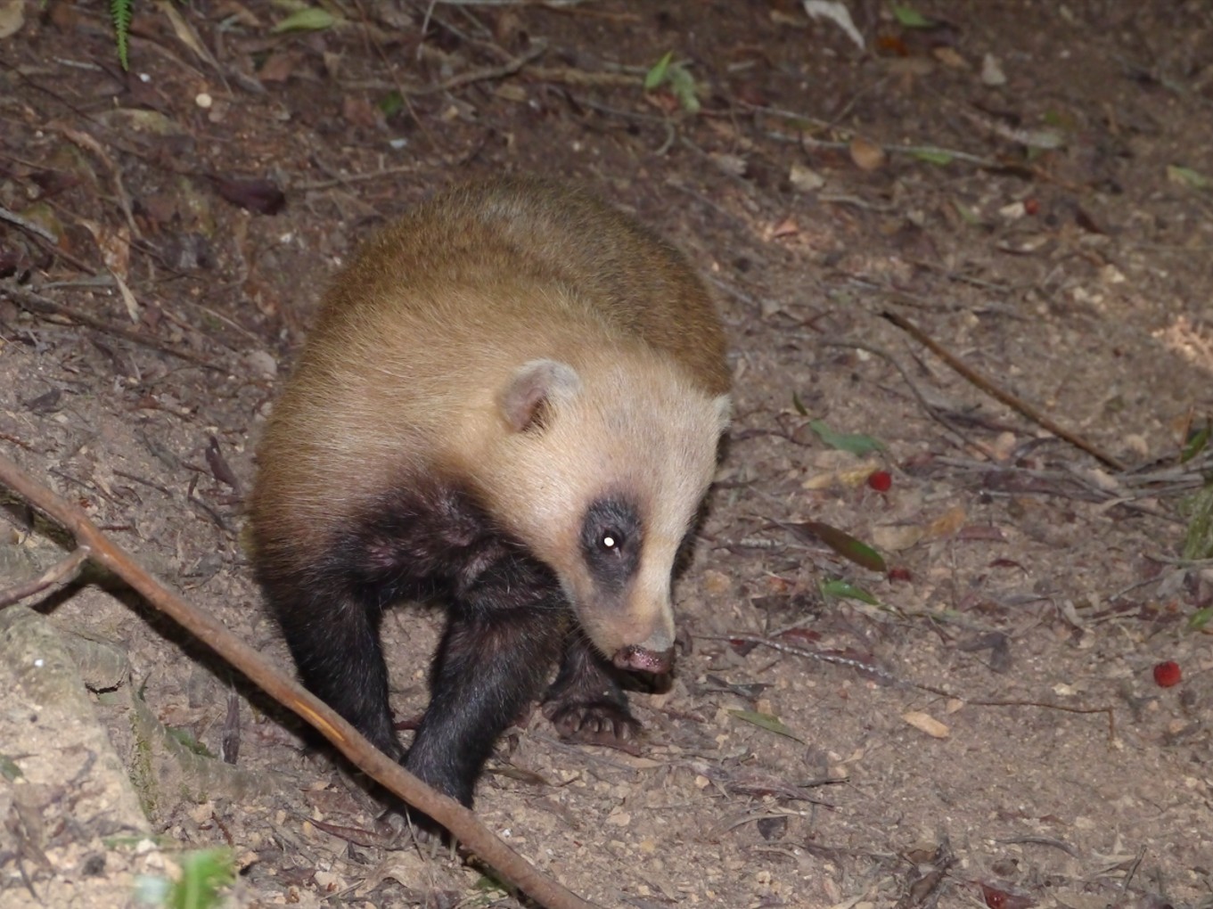 ニホンアナグマ(日本穴熊)の図鑑 -生態・特徴・見分け方など- | いきものの図鑑 The Encyclopedia of Nature ...