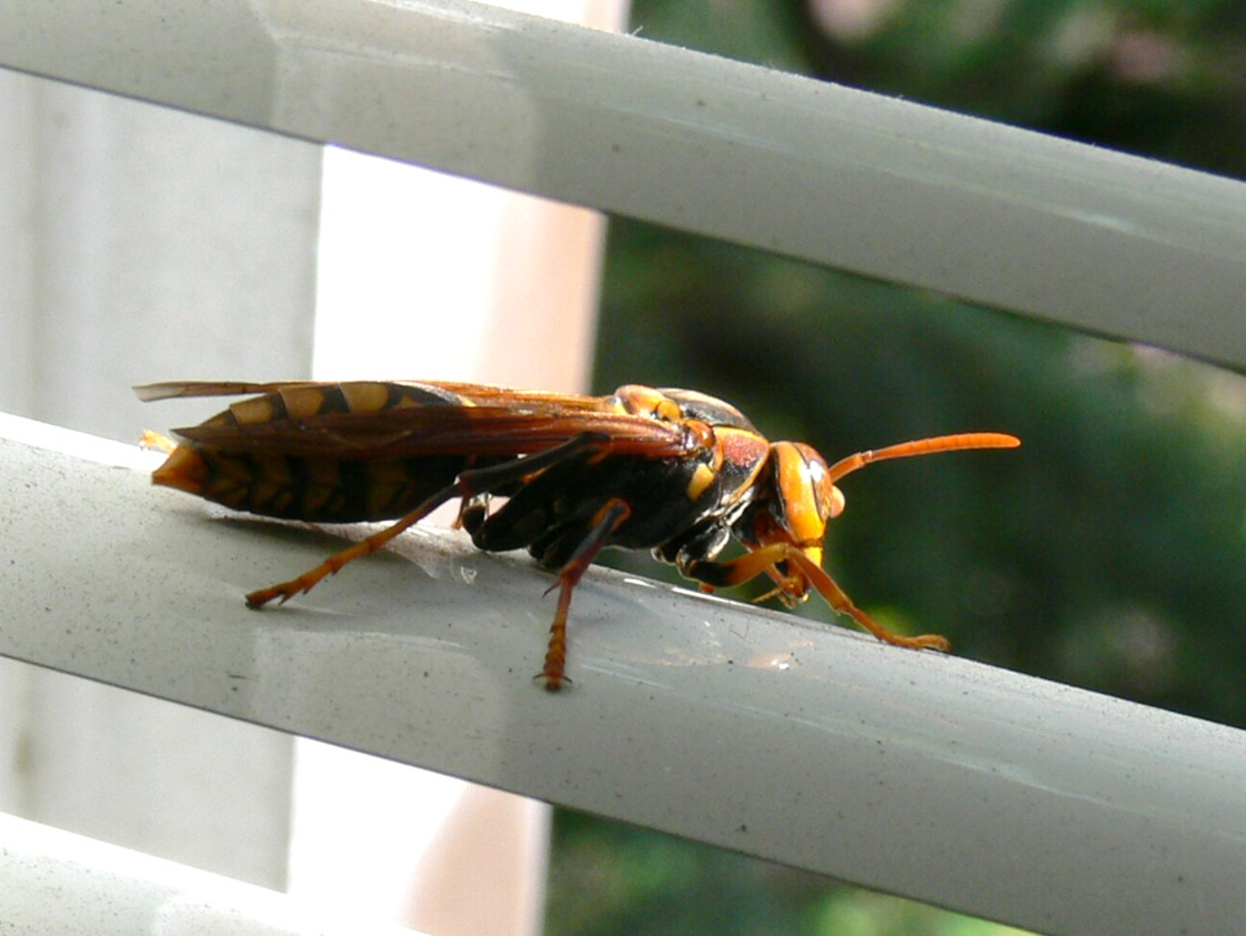 セグロアシナガバチ成虫