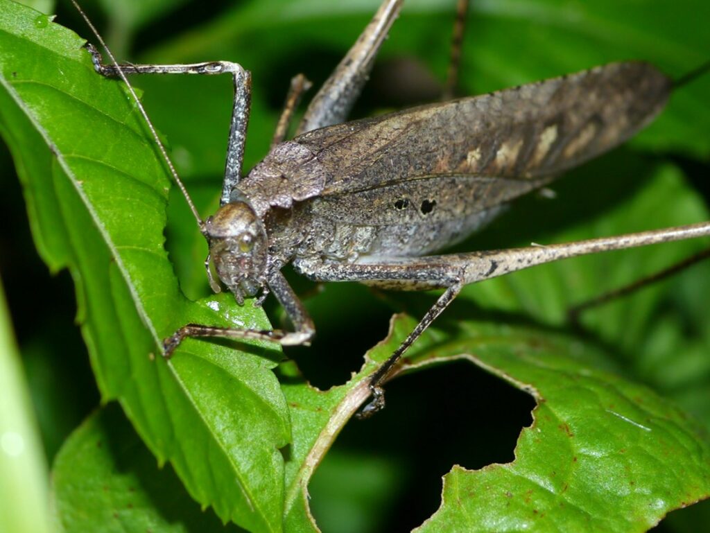 クツワムシ（轡虫）の図鑑 -生態・特徴・見分け方など | いきものの図鑑 The Encyclopedia of Nature ...