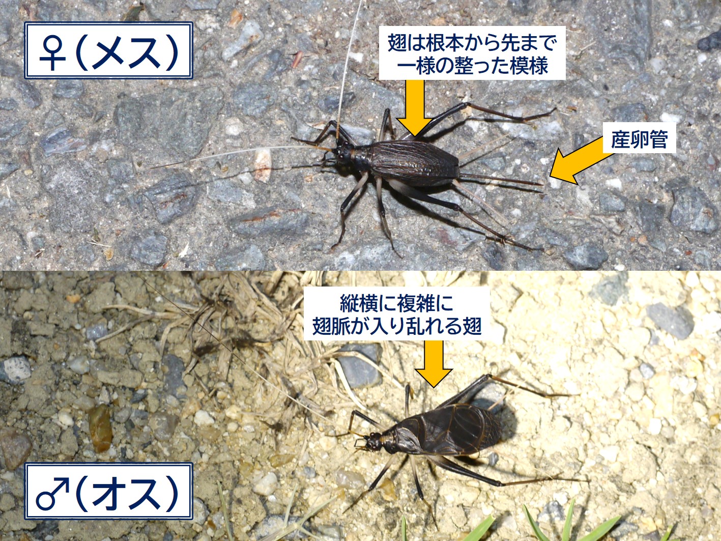 すず虫図鑑 – 鈴虫の土作り方 – スズムシ – DADYA