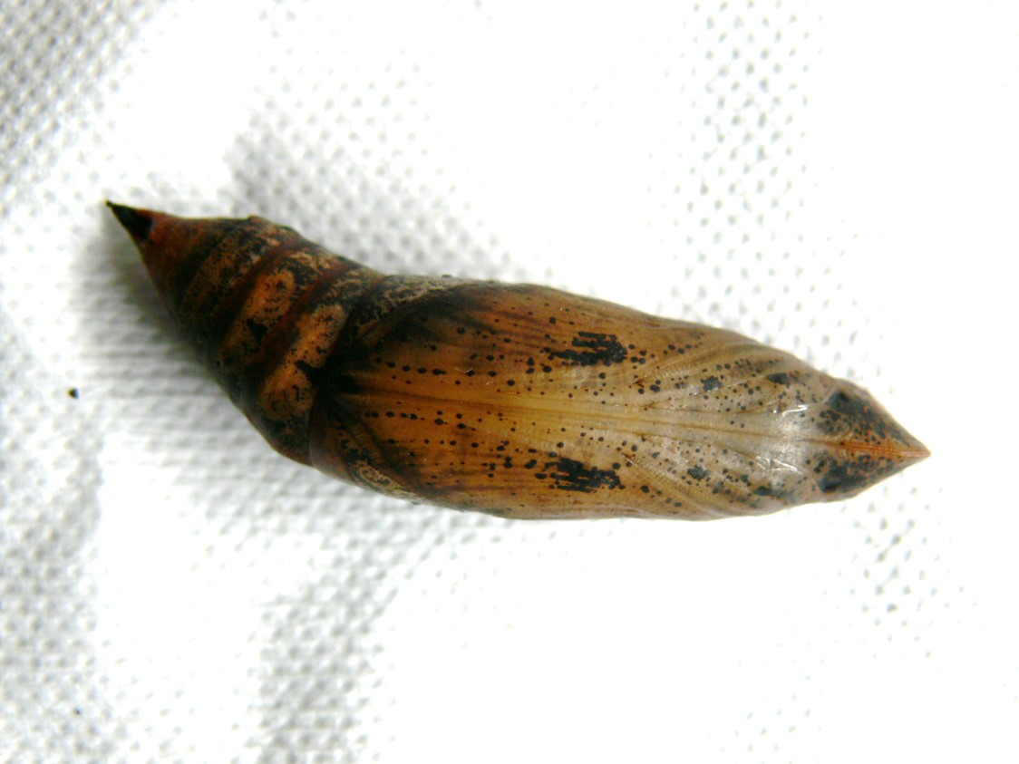 セスジスズメ蛹