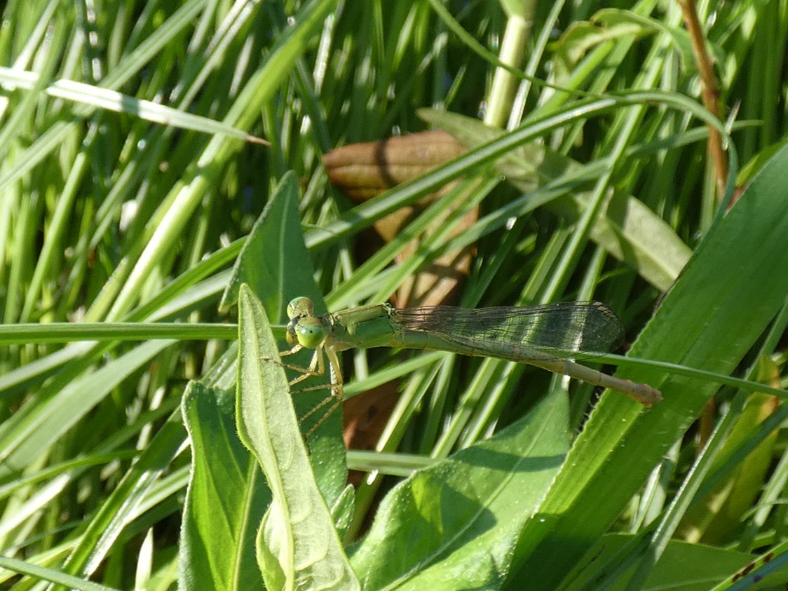 キイトトンボ成虫♀