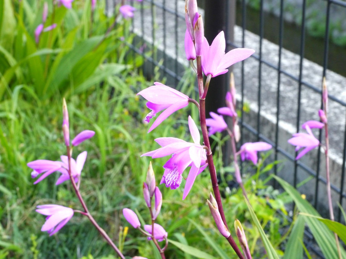 シランの花