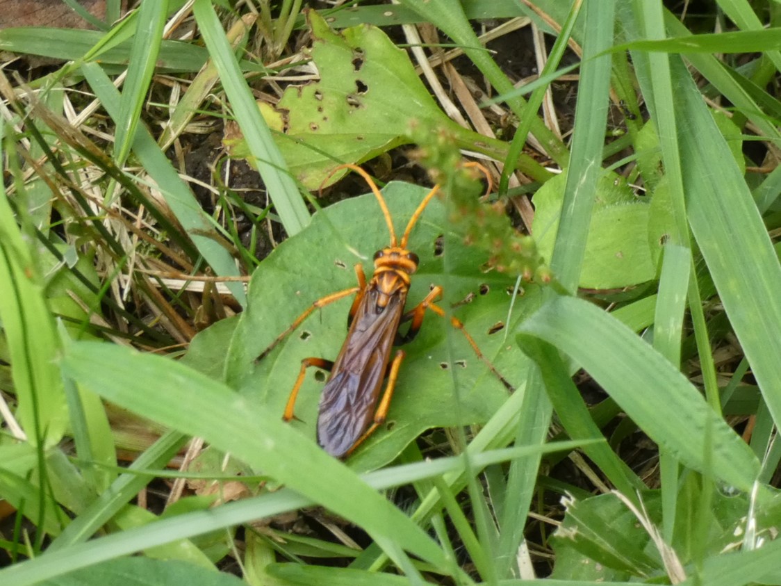 ベッコウクモバチ成虫♀