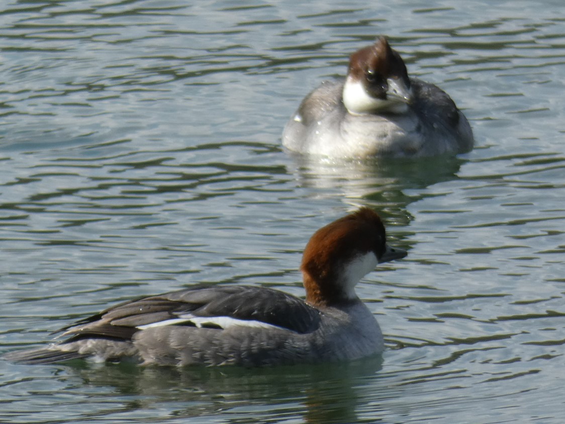 ミコアイサ成鳥♀