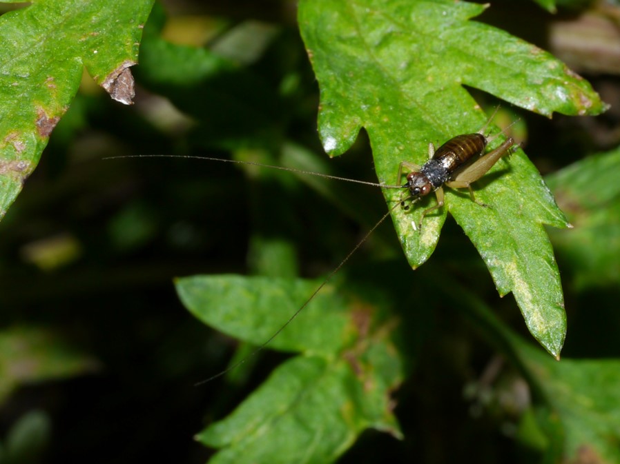 キアシヒバリモドキ成虫♀