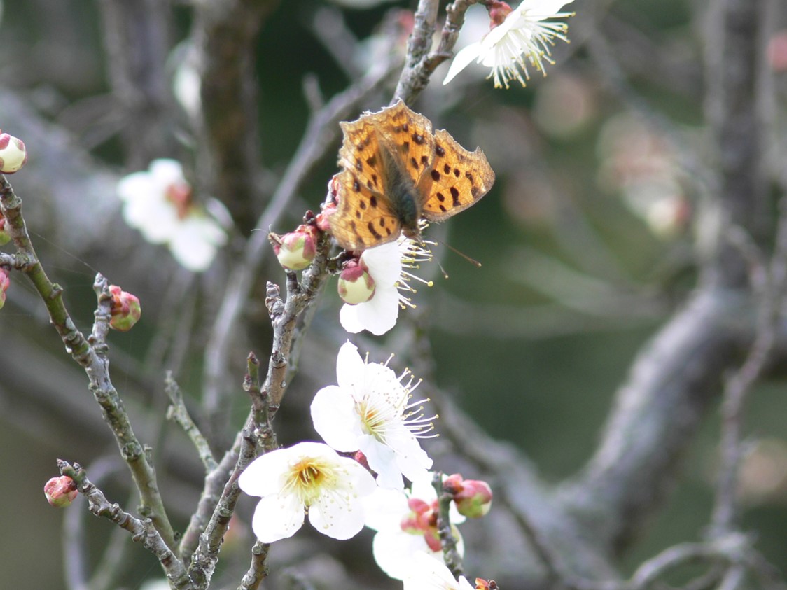 キタテハ成虫