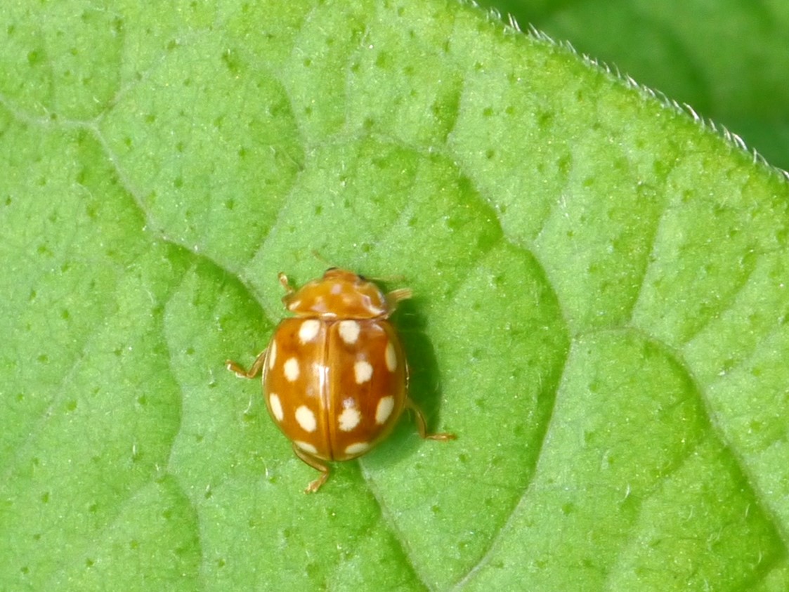 ムーアシロホシテントウ成虫