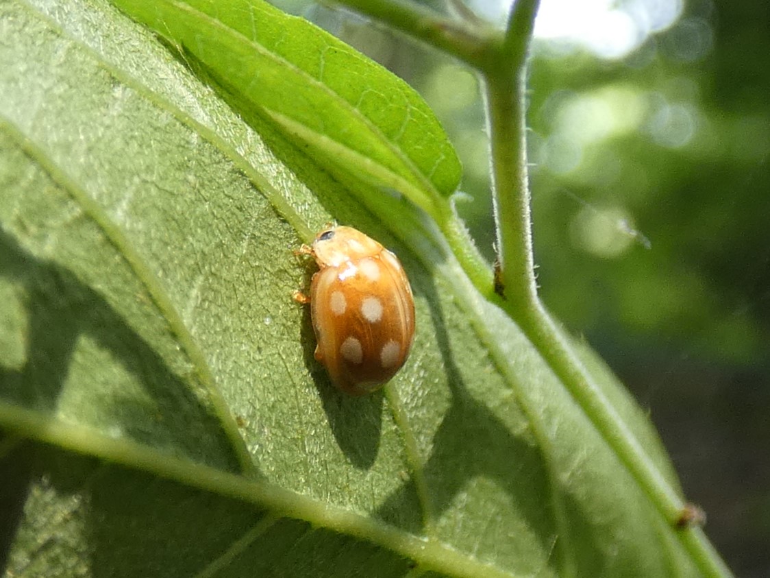 ムーアシロホシテントウ成虫