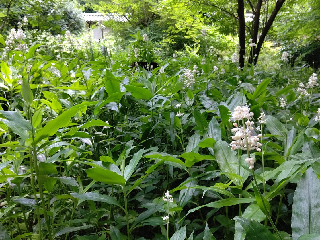 ヤブミョウガの花