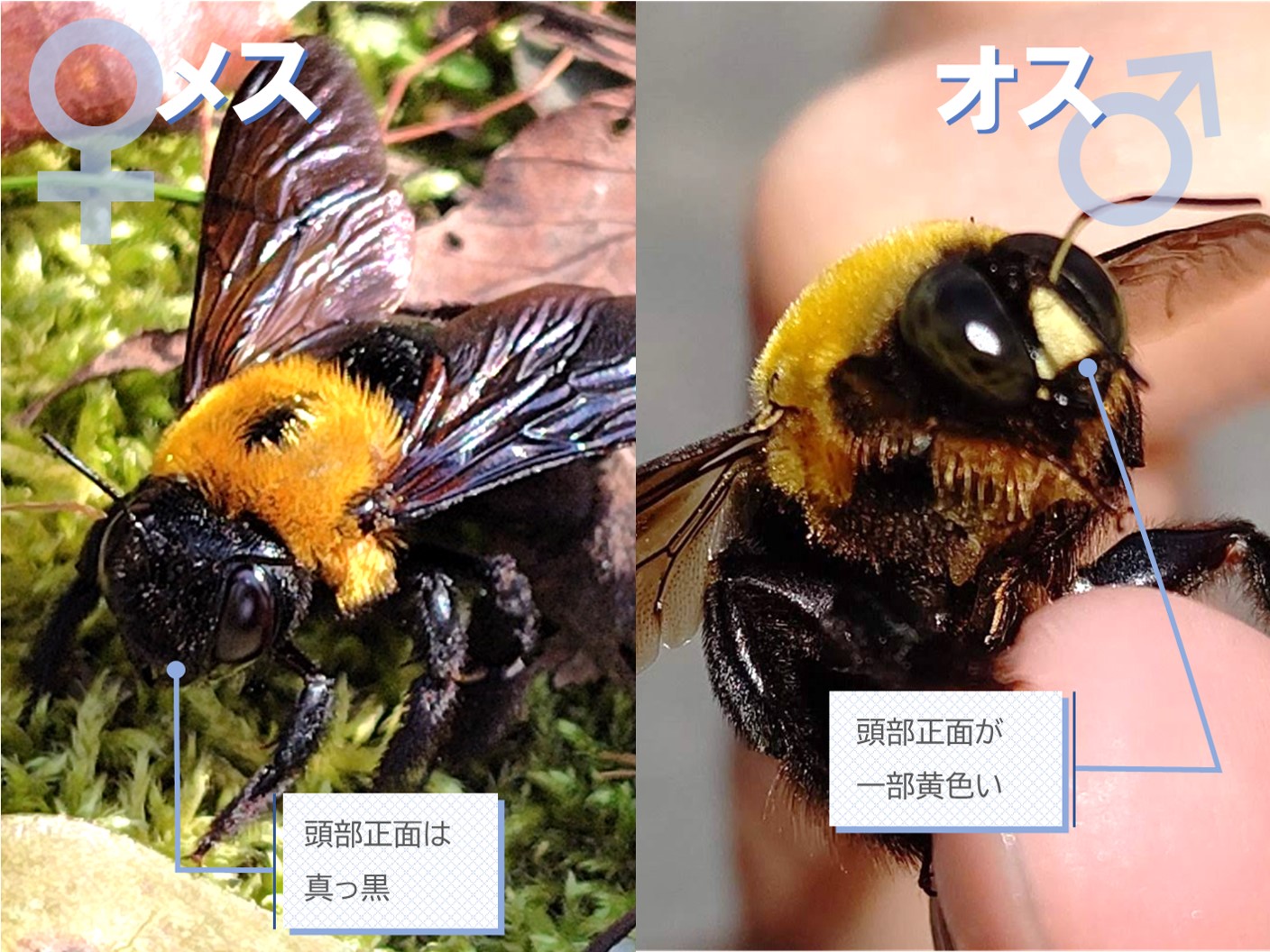 キムネクマバチ(黄胸熊蜂)の図鑑 -生態・特徴・見分け方など- | いきものの図鑑 The Encyclopedia of Nature ...