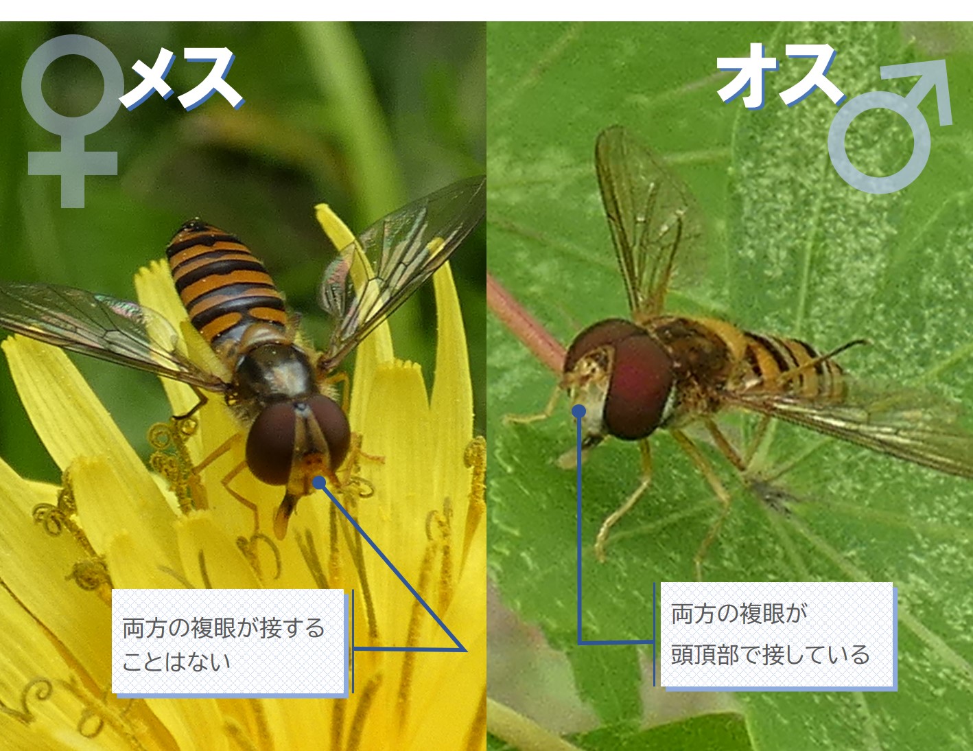 ホソヒラタアブのメスとオスの見分け方