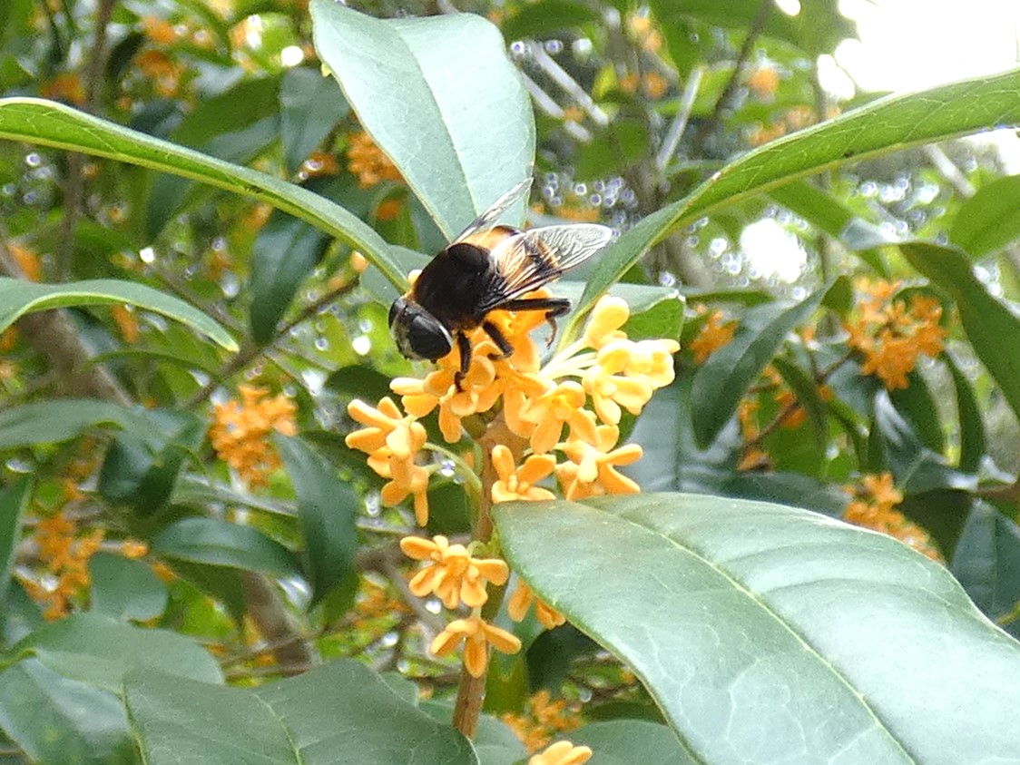 オオハナアブ成虫