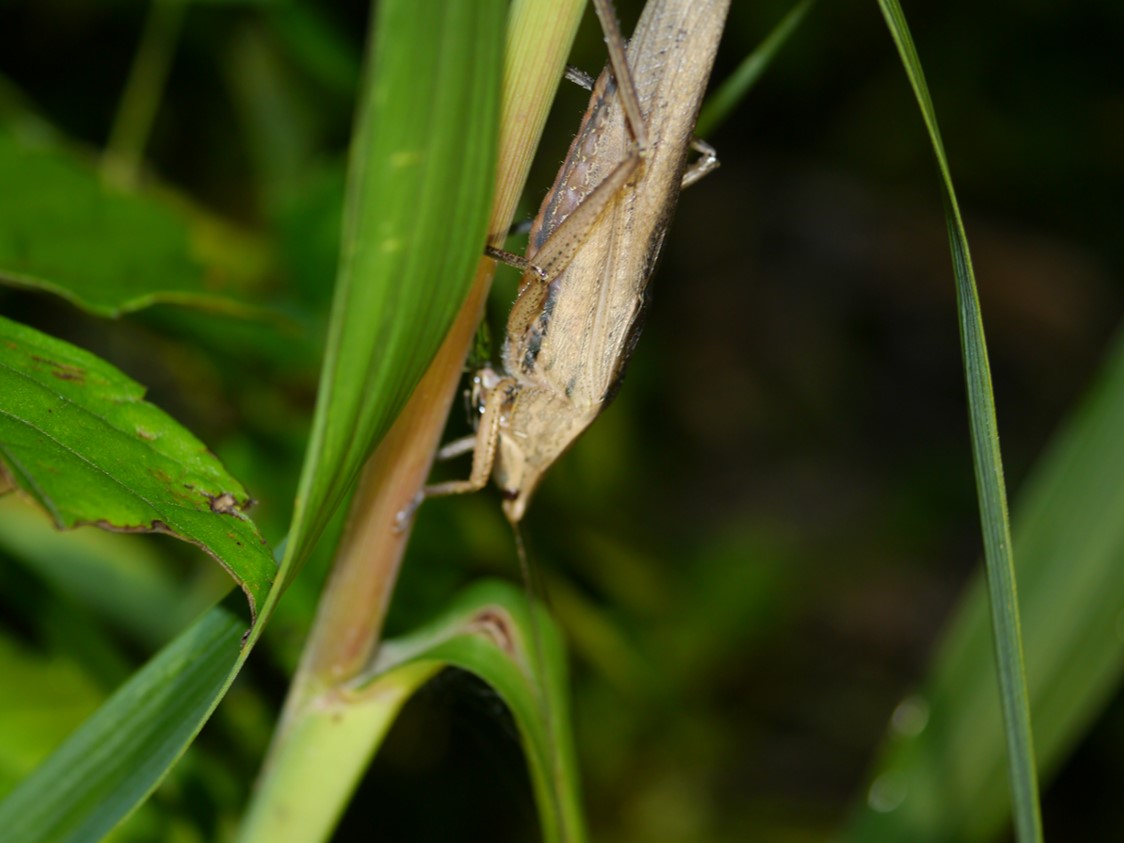 シブイロカヤキリ成虫