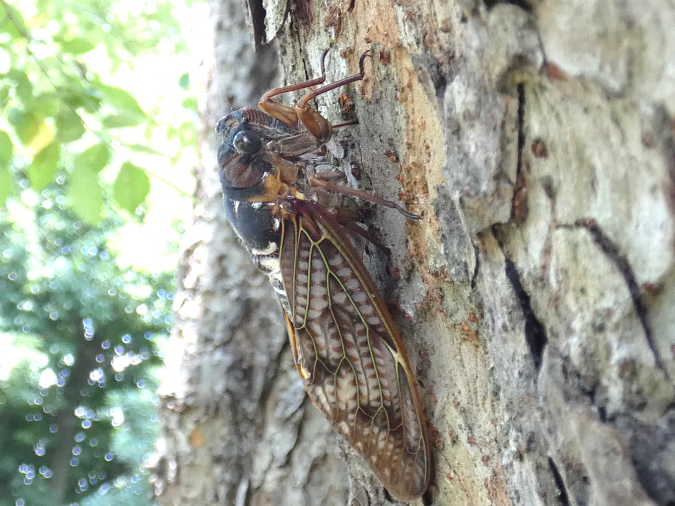 アブラゼミ成虫