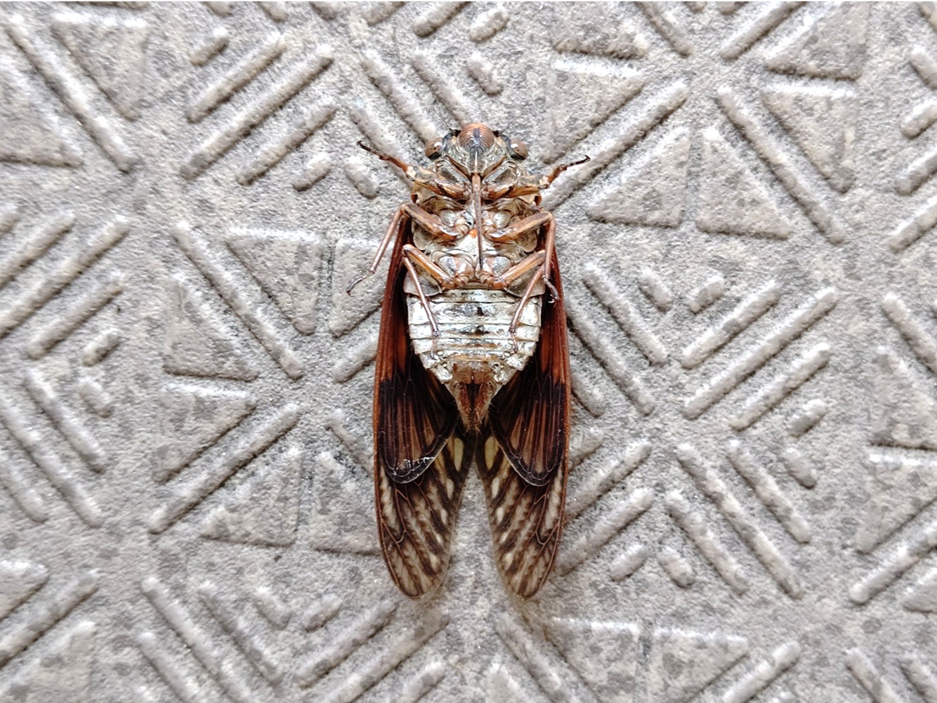 アブラゼミ成虫(裏側)