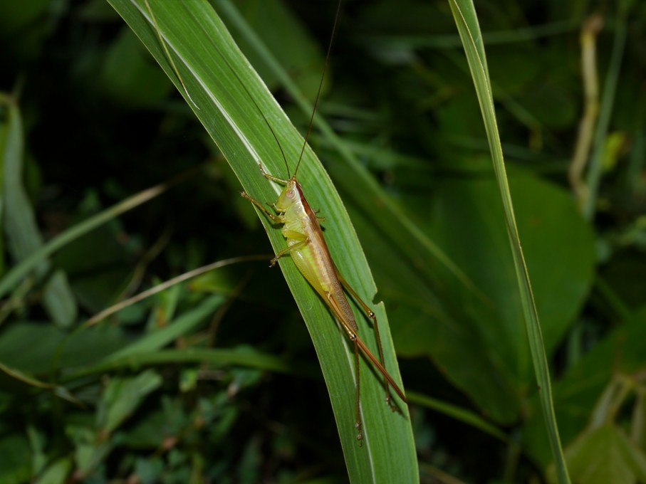 オナガササキリ成虫♀