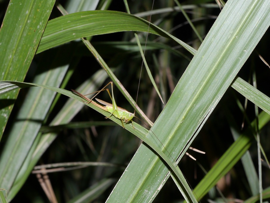 オナガササキリ成虫♀