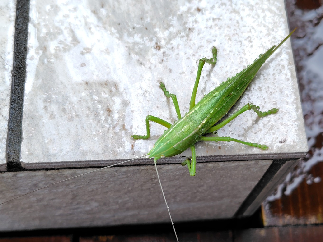 カヤキリ成虫♀