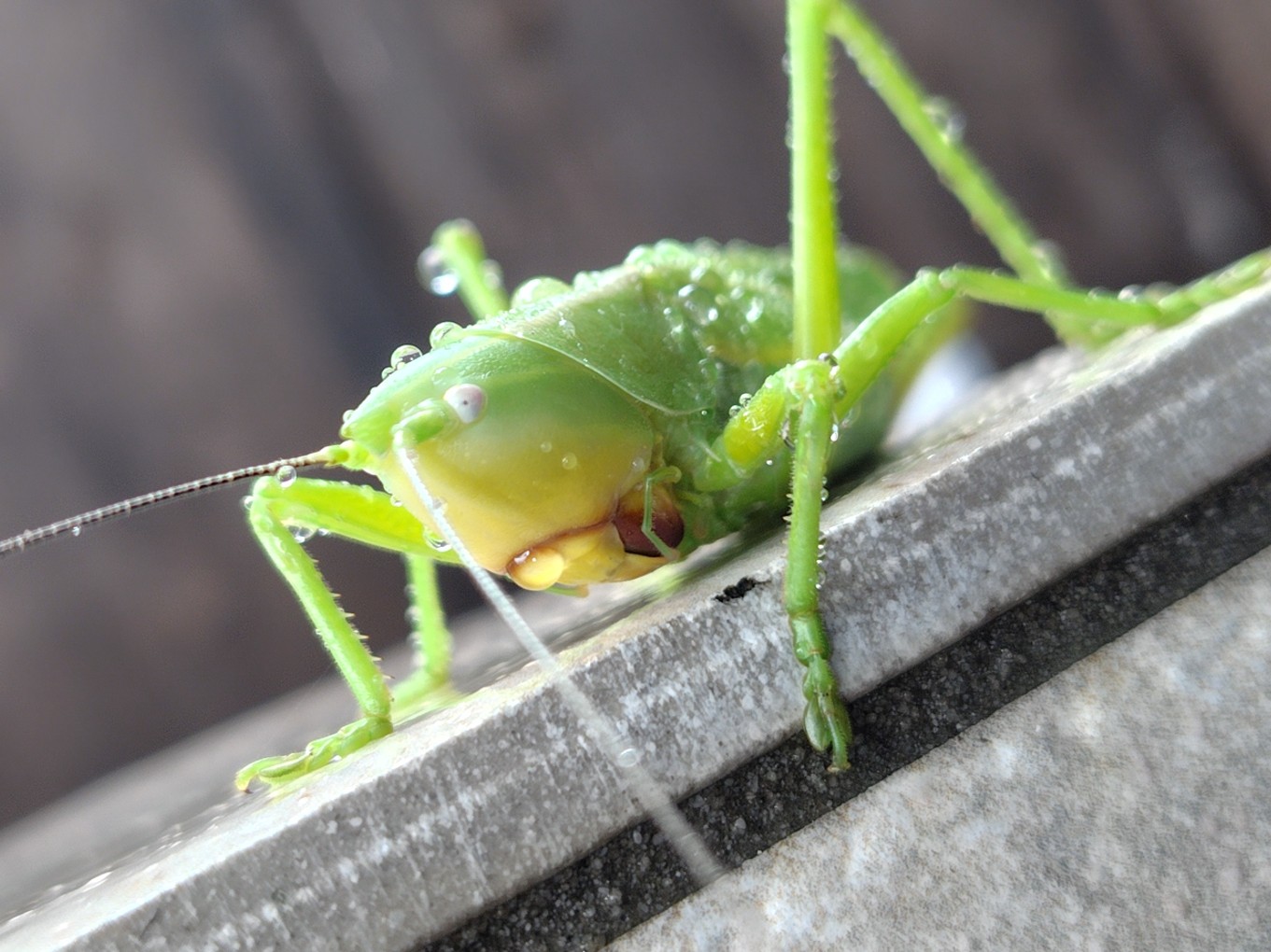 カヤキリ成虫♀